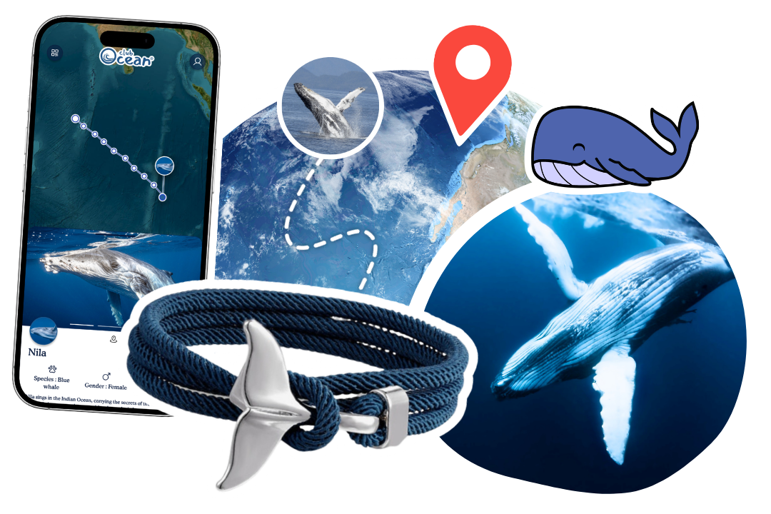 Whale Tracking Bracelet