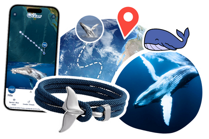 Whale Tracking Bracelet