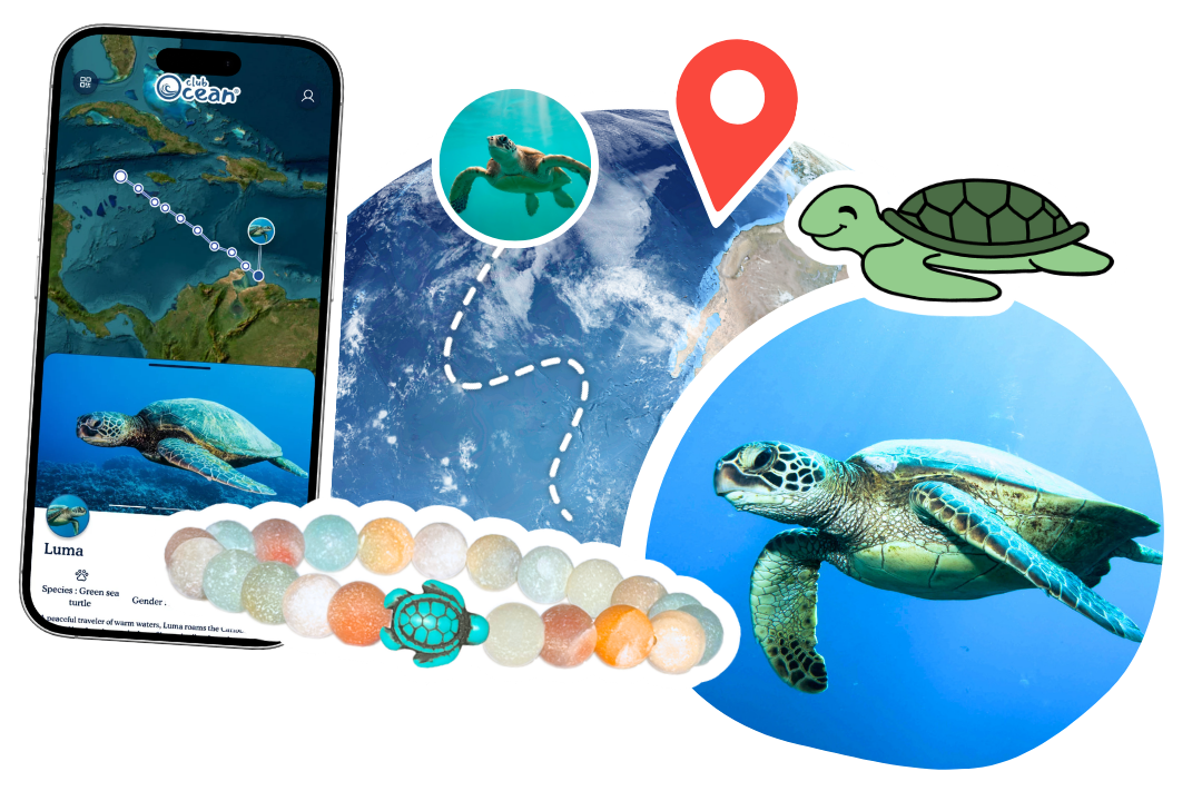 Turtle Tracking Bracelet