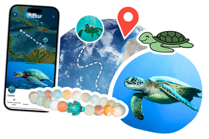 Turtle Tracking Bracelet