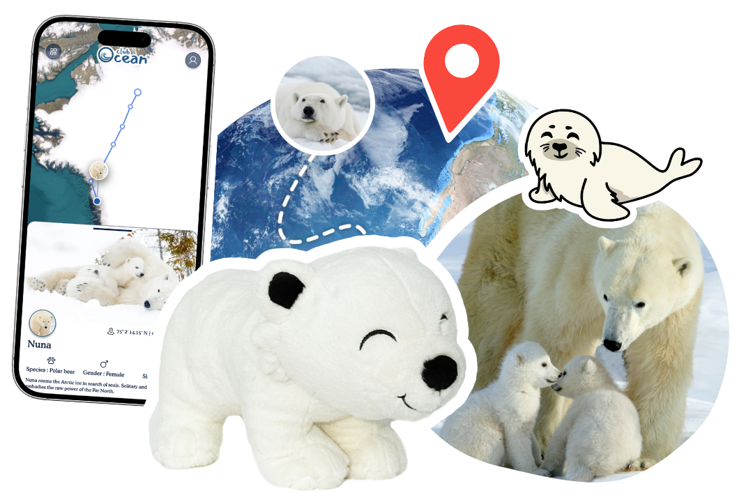 Polar Bear Adoption Plushie